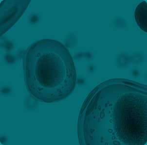 Stem cells under the microscope